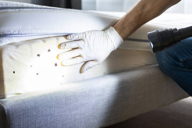 Best Local Pest Control Services  in Bainbridge, GA