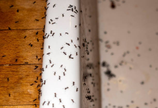 Best Residential Pest Control  in Bainbridge, GA