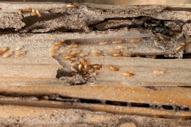  Bainbridge, GA Pest Control Pros